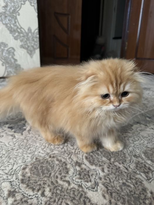 Мушук,пишак,котёнок