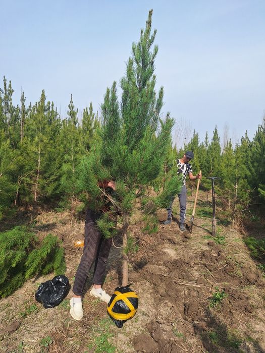 Сасна. Туя зелёный забор учун Можовелник , хлма хил турда.