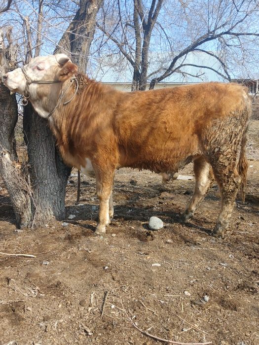 Продам 2 быков стоят на откорме