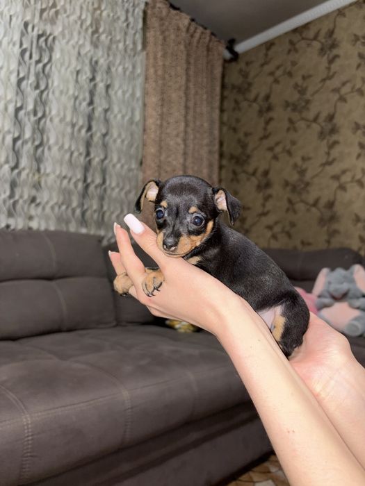 В продаже щенки той терьера