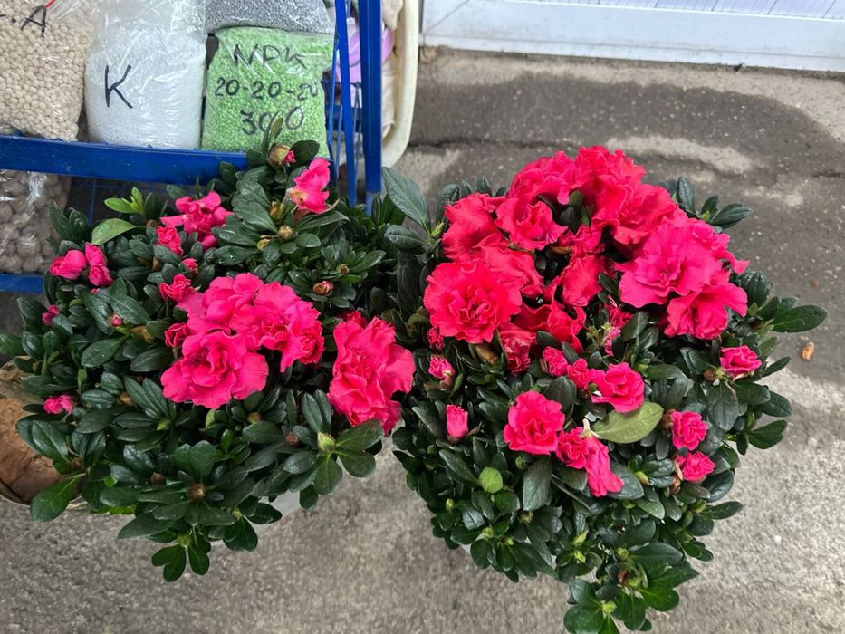 Красавица азалия галандская с пышными цветами