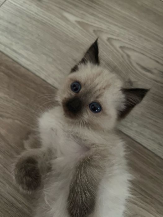 Отдам котенка в добрые руки