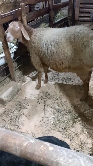 Ona bola sovliq sotiladi