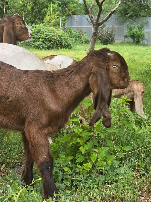 Козочки Камори Биталки!