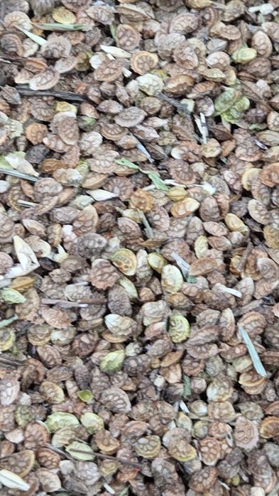 Экспорцет  семена тұқым