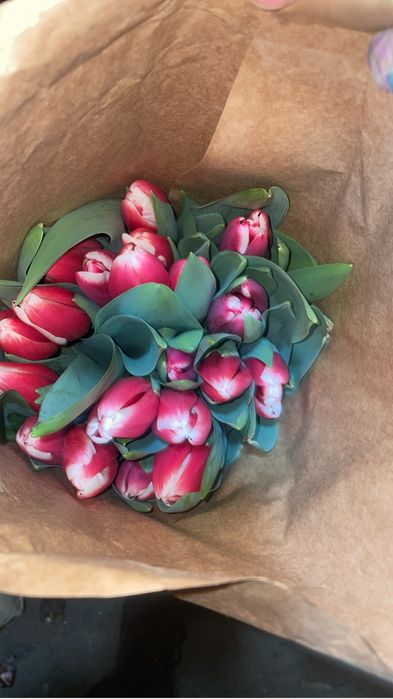 Самые крупные Тюльпаны