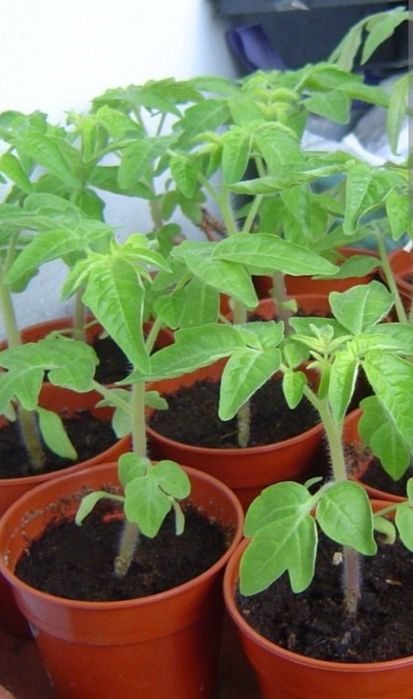 Рассада томатов 250тг