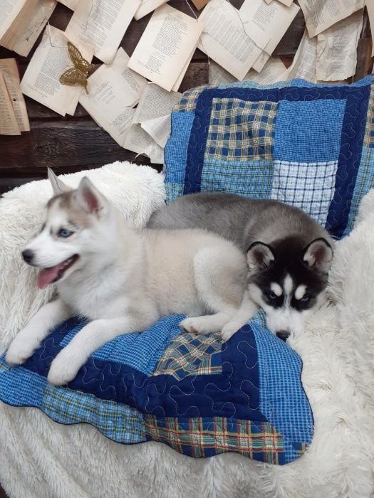 Две голубоглазые принцессы