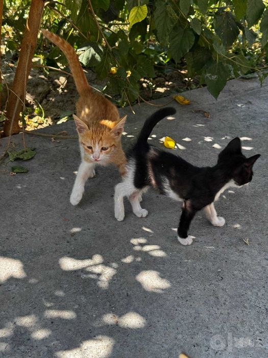 Отдам котят даром
