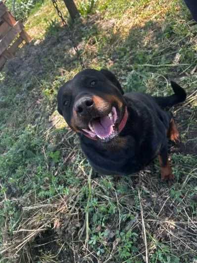 Donez caini Rottweiller