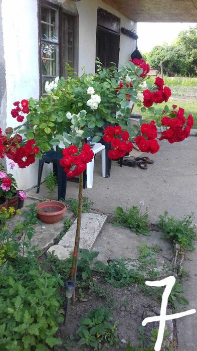 Щамбови рози, цветово разнообразие.