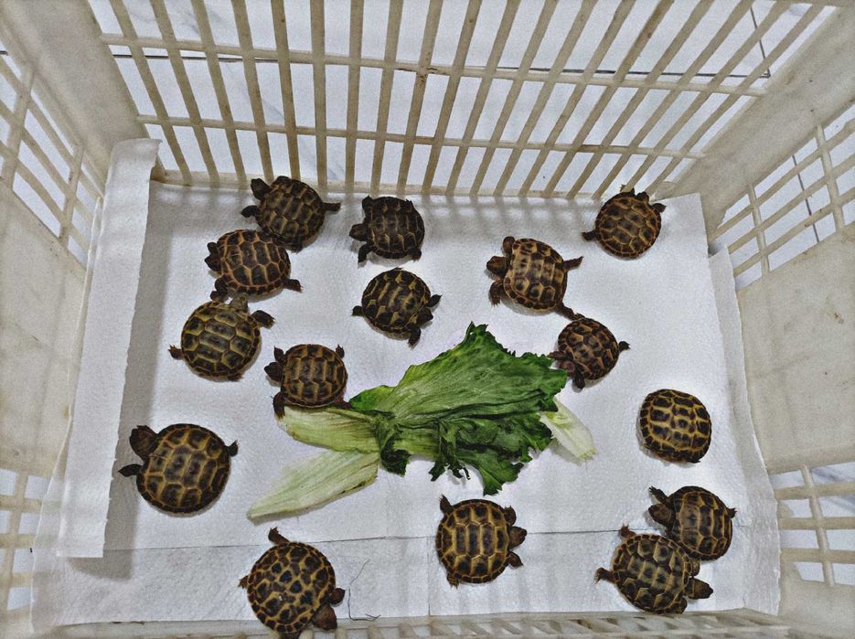 Toshbaqa bolalari sotiladi! (Продается черепашки!)