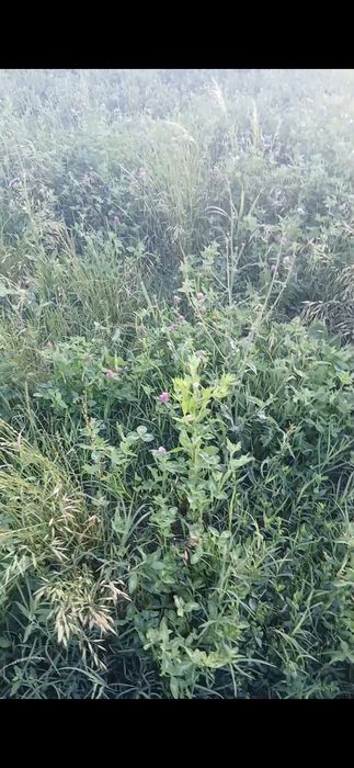 Baloți coasa a 2 a , anul 2 de vegetație , fir subțire