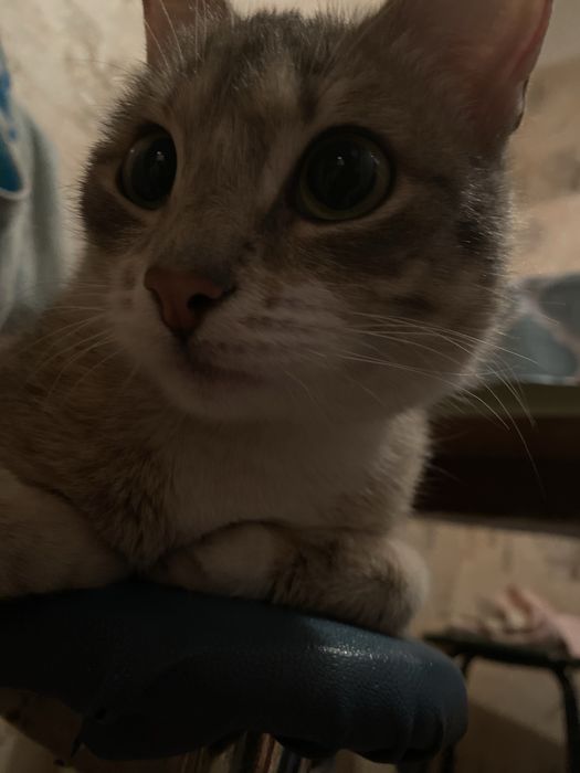 Кошка молодая 1-1.5 лет