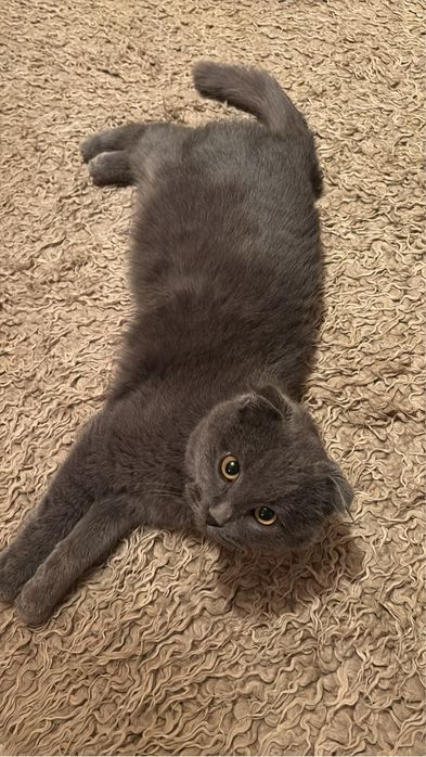 Британец  кот мальчик