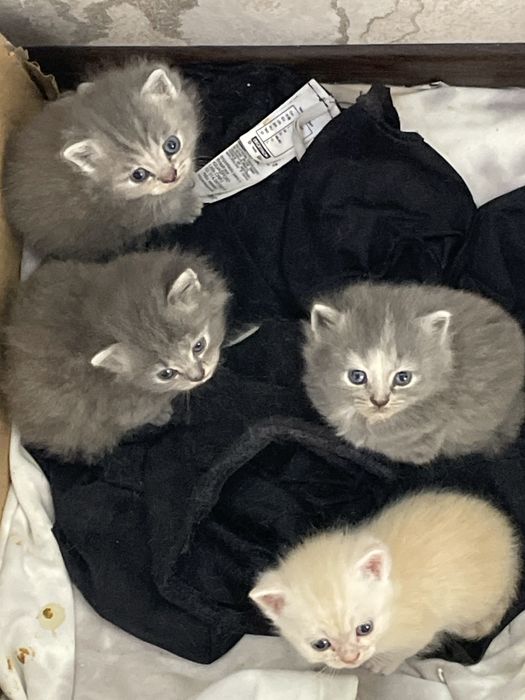 Чистокровные скоттиш страйт котята