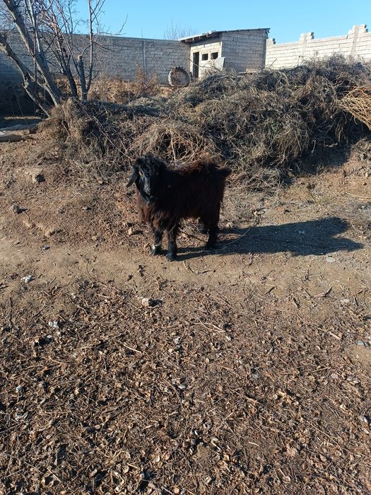 Эчкини эркаги "ТАКА"