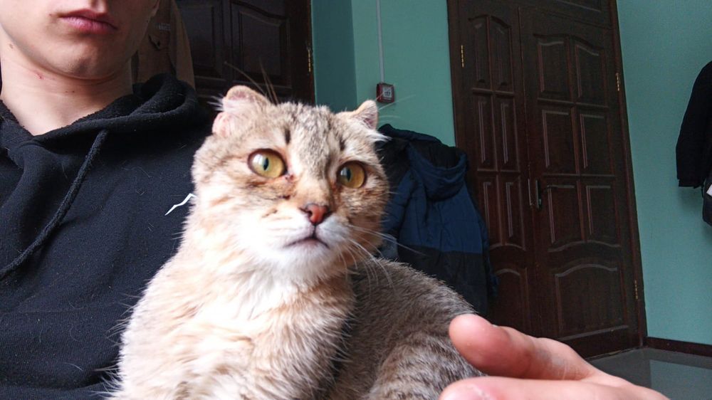 Отдам котенка в добрые руки
