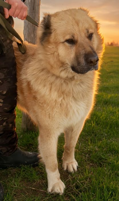 Собачки ждут любящих хозяев в приюте