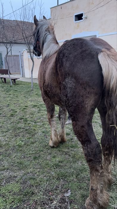 Cal / Manz de vanzare sau schimb cu Vaca/Vitei