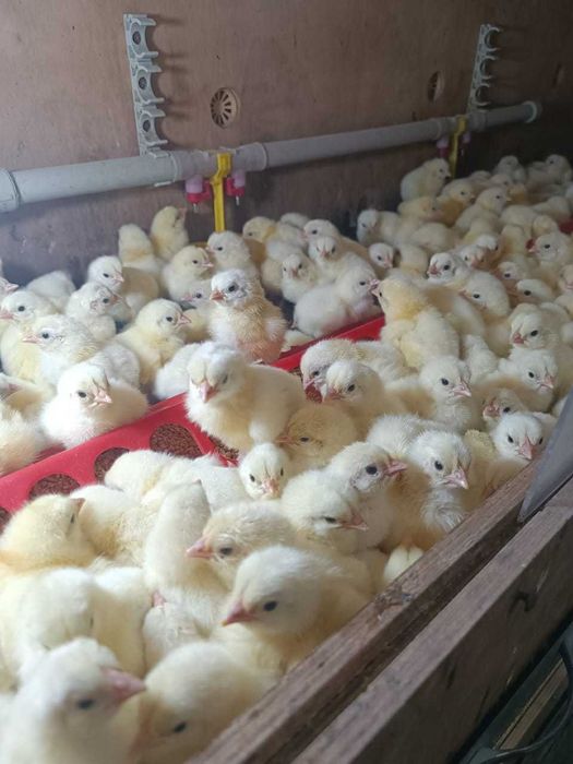 Суточные цыплята бройлера
