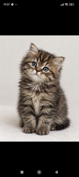 Шотландские котята