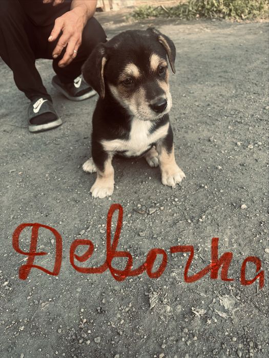 Очень милые малыши ищут дом
