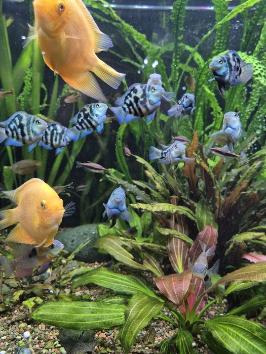 Попугай сапфировый