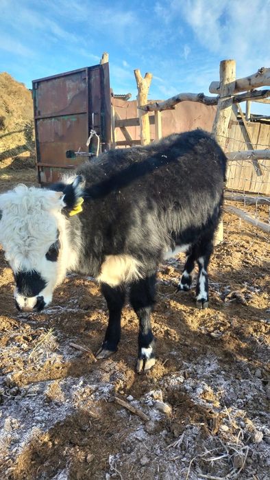 Ұрғашы баспақ семіз сыйыр