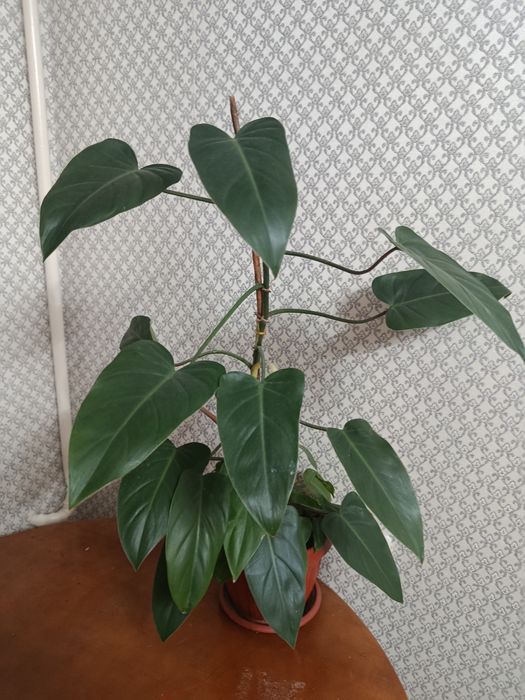 Продам комнатные растения