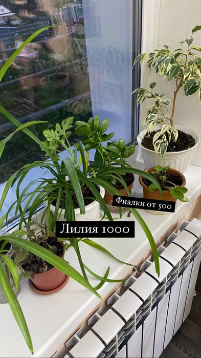 Продам комнатные цветы