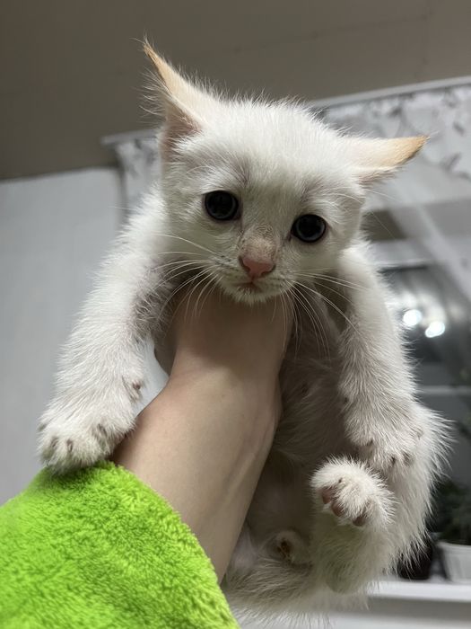Отдам котят в добрые руки