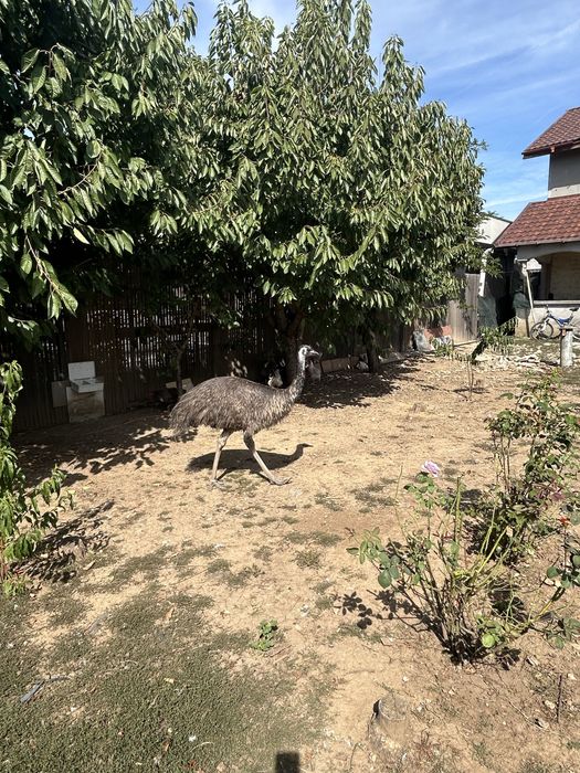 Păsări Emu de vânzare