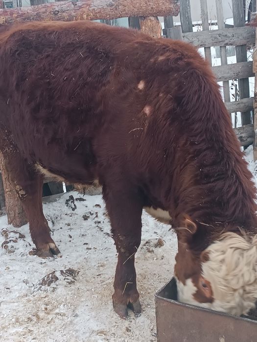 Белоголовый бык .