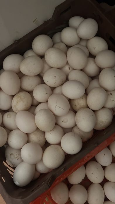 Куры белые несушки леггорн