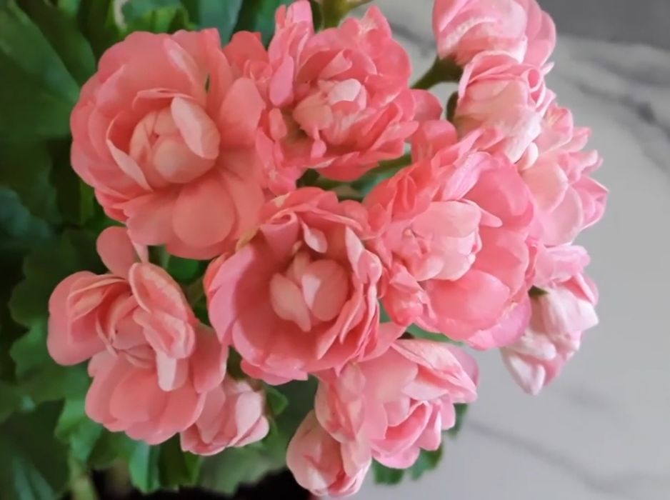 Пеларгонии в городе Абай