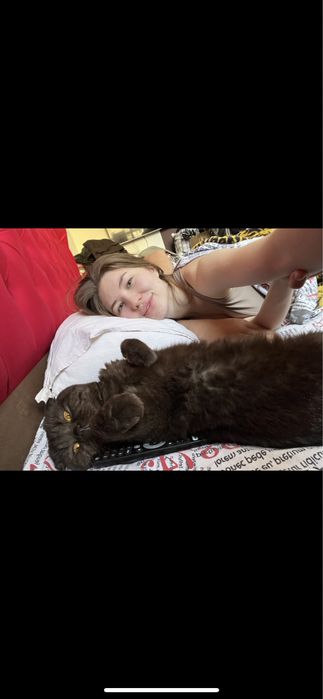 Кот Шотландец Скоттиш Фолд Вислоухий Мальчик