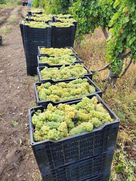 Struguri de vin 2026