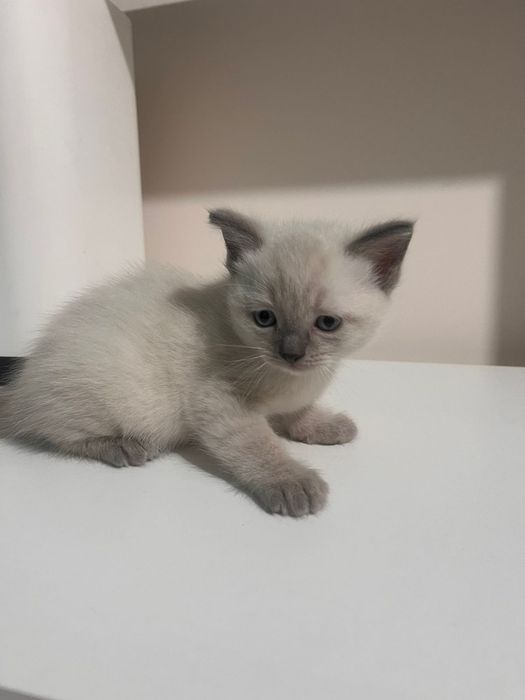 Продам не дорого котят