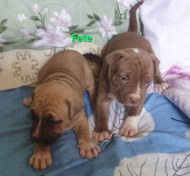 Amstaff pui dragalasi doar aici