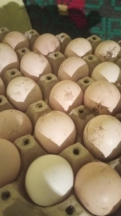 De vânzare 1 leu bucata