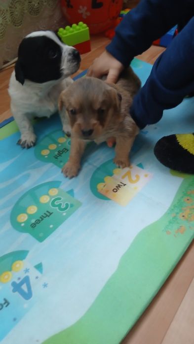 Отдам щенков.     .