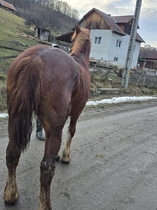 De vânzare mânz de 4 ani