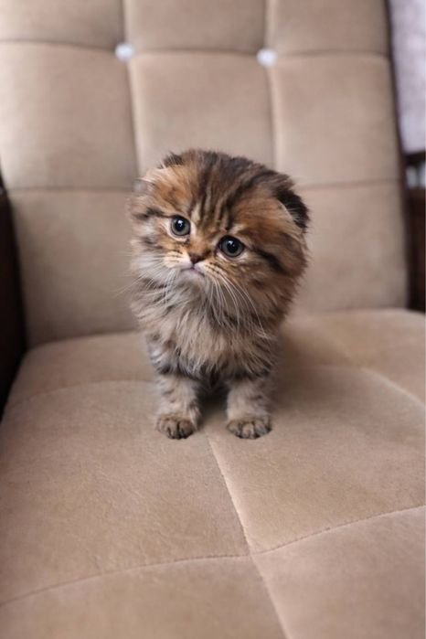 Породистые котята, британский голубой (скоттиш-фолд) и скоттиш-страйт