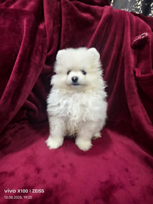 Продам щенка шпица.