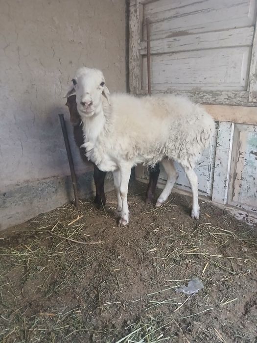 Кой сатылады бахаси 4млн