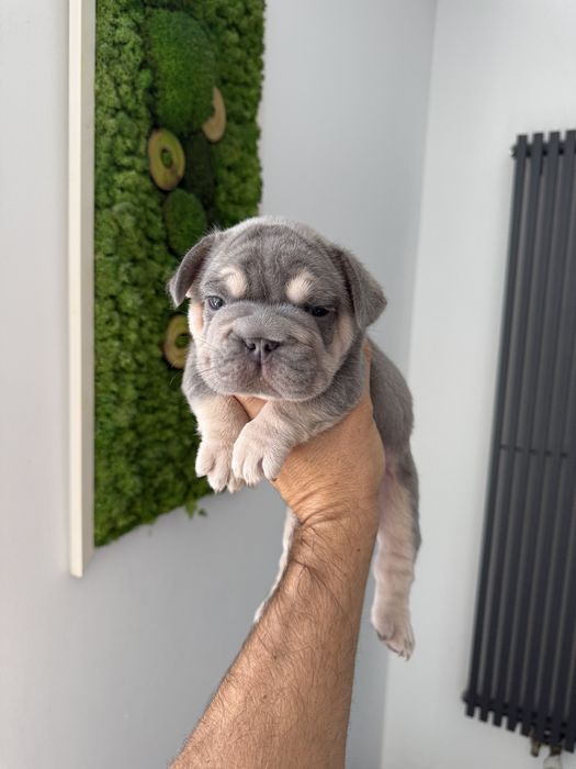 Bulldog Francez Luxurious