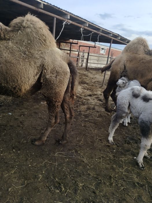 Түйе сатылады Ақтөбеден