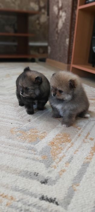 Шпицы  щенки в наличии