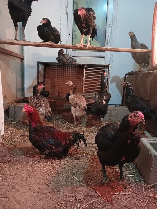 Яйцо Дакан 3000тг